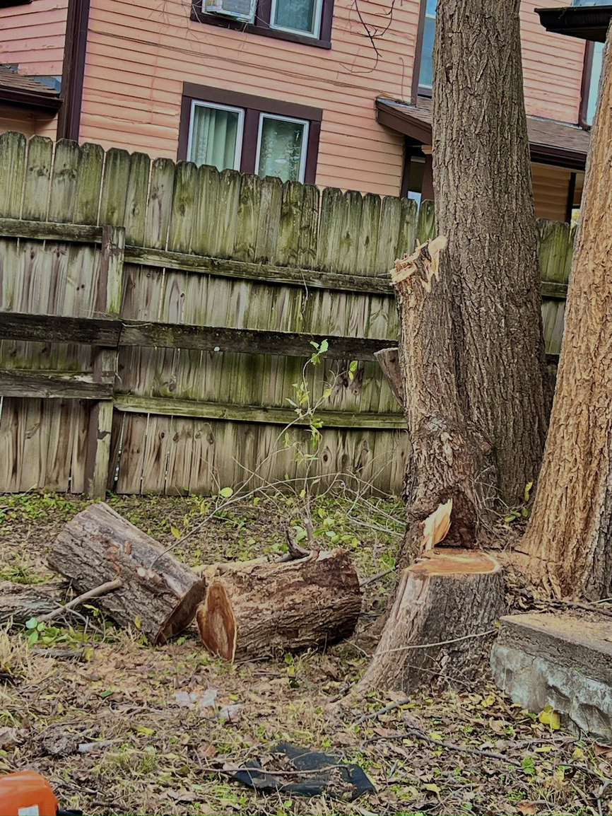 Tree cutting and log preparation