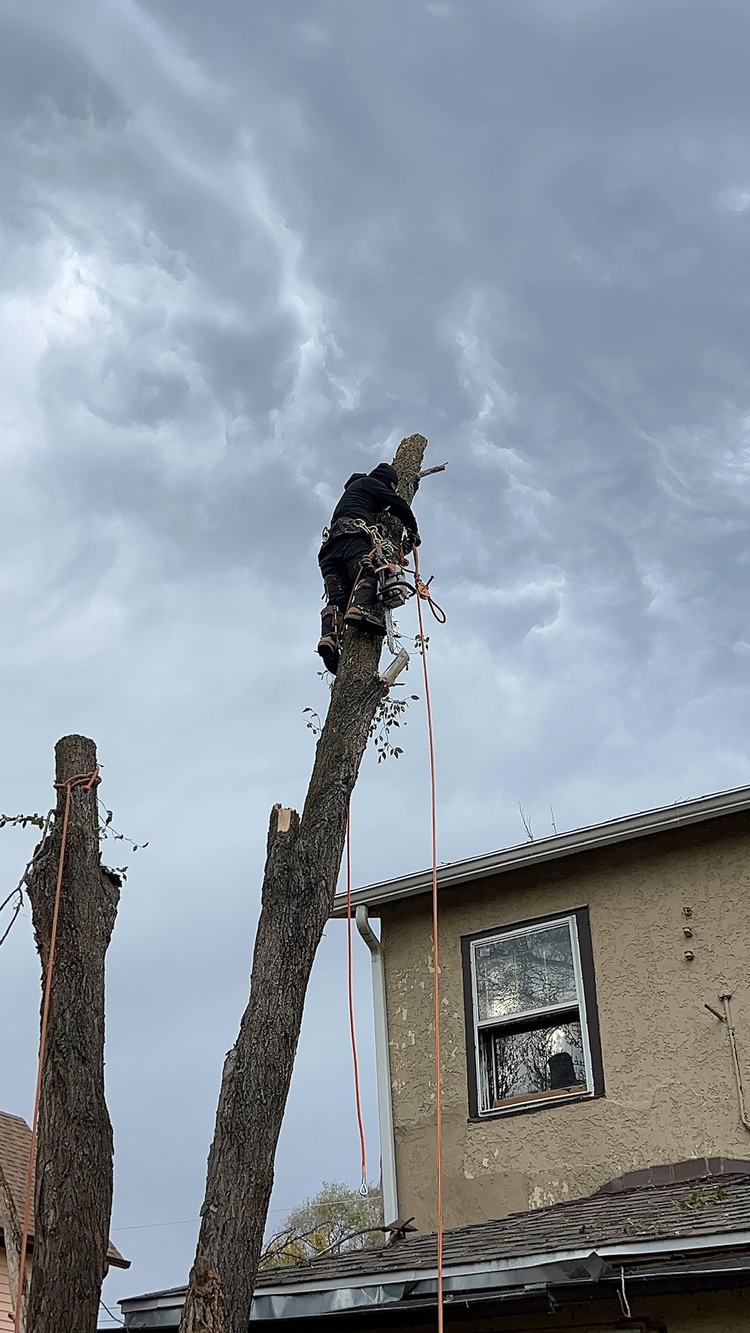 Professional Tree Cutting