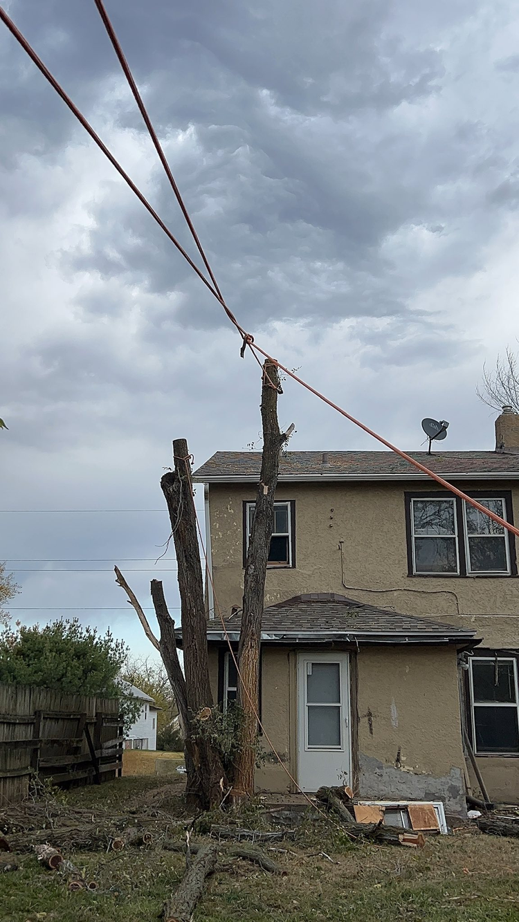 Completed tree removal project